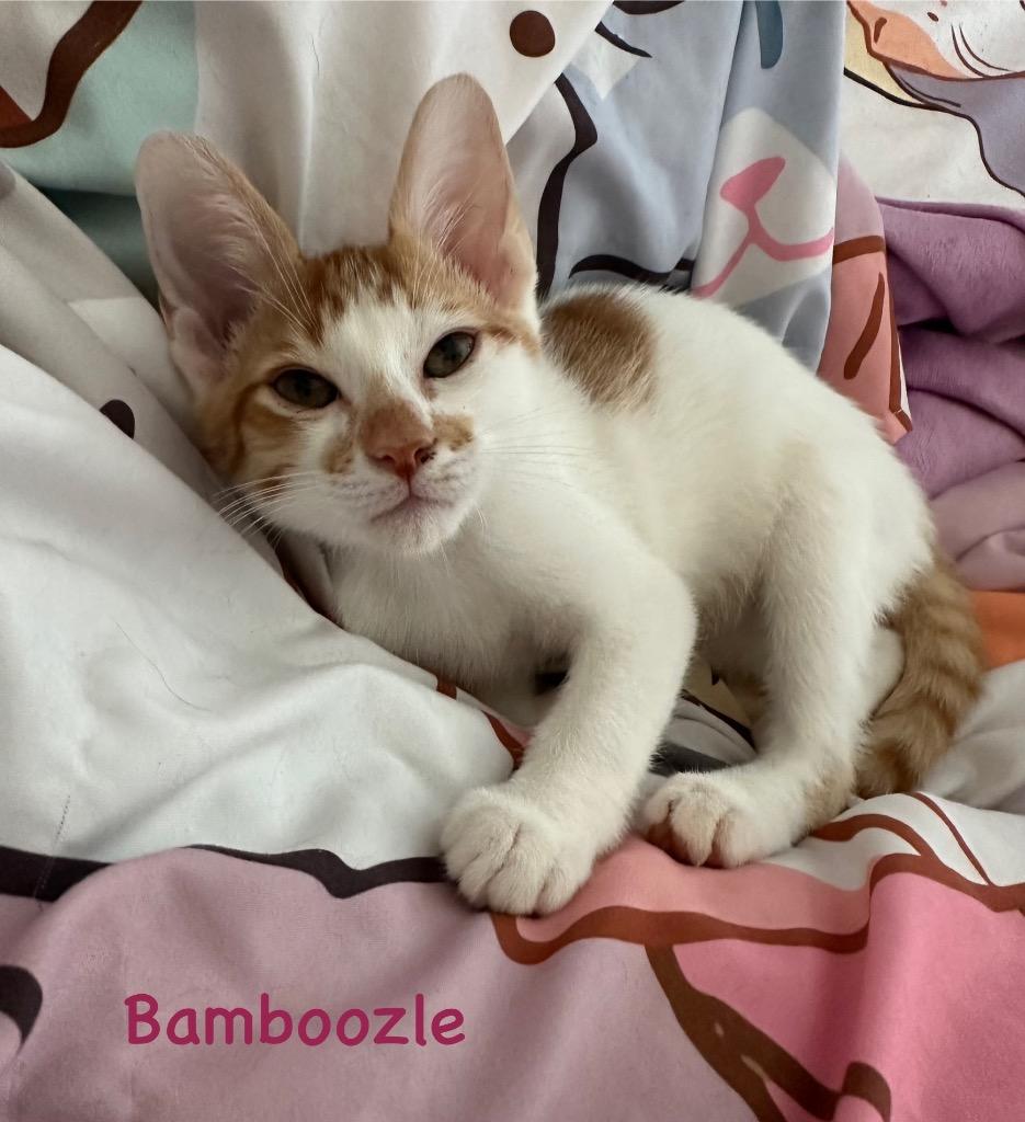 Bamboozle