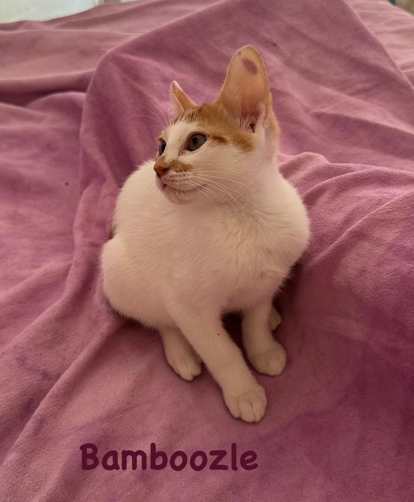 Bamboozle