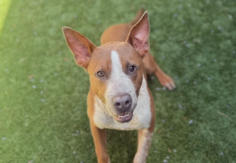 URGENT! HELP ME PLEASE! SPRECKLES -ID#A543203 photo 3