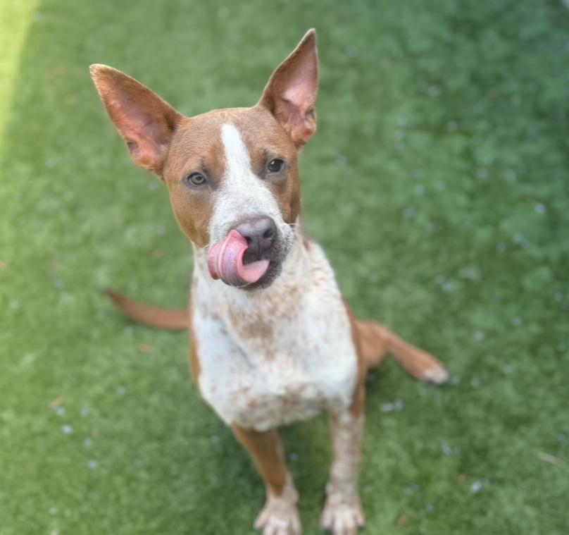 URGENT! HELP ME PLEASE! SPRECKLES -ID#A543203 photo 4
