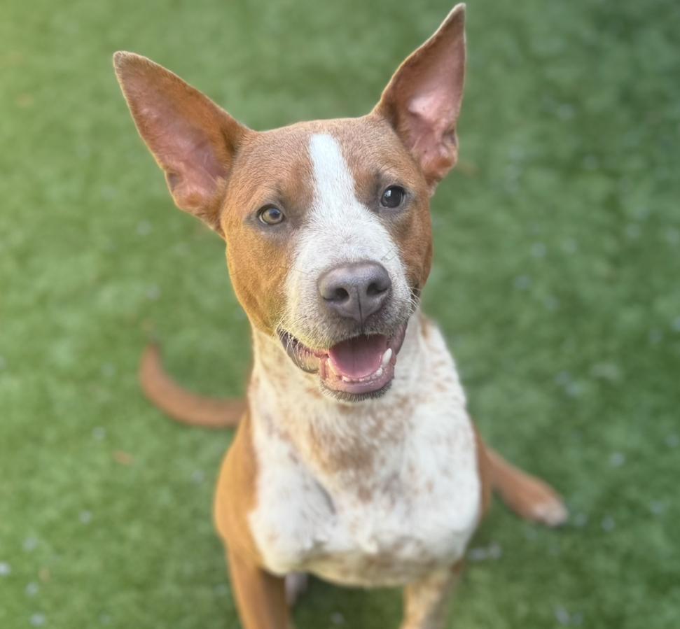 URGENT! HELP ME PLEASE! SPRECKLES -ID#A543203