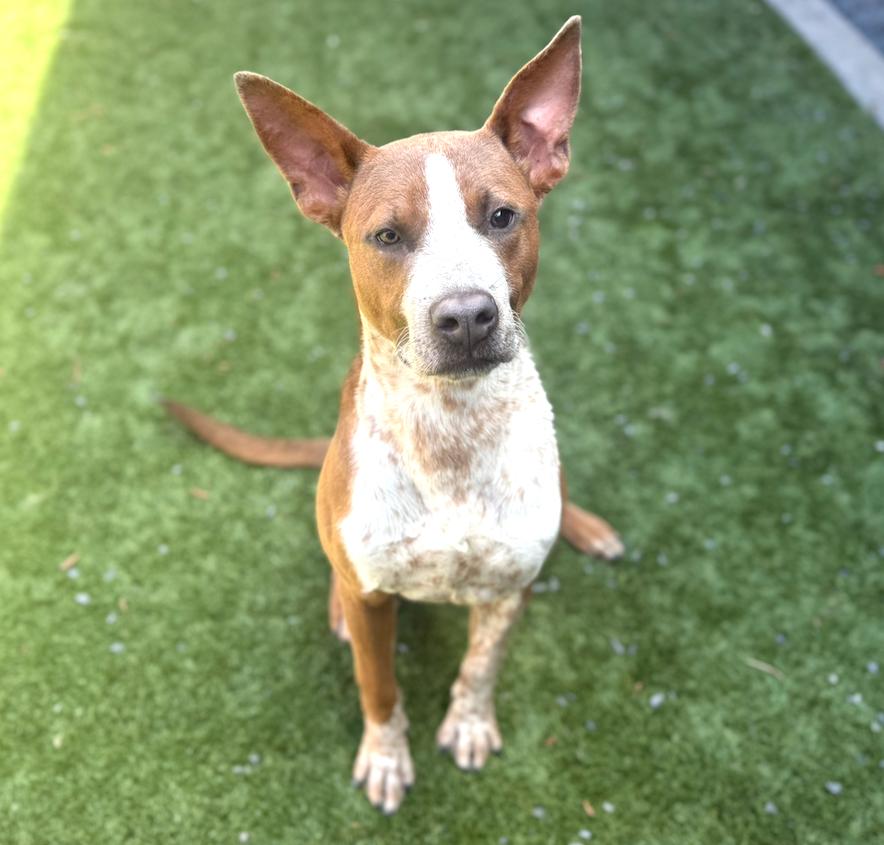 URGENT! HELP ME PLEASE! SPRECKLES -ID#A543203 photo 2