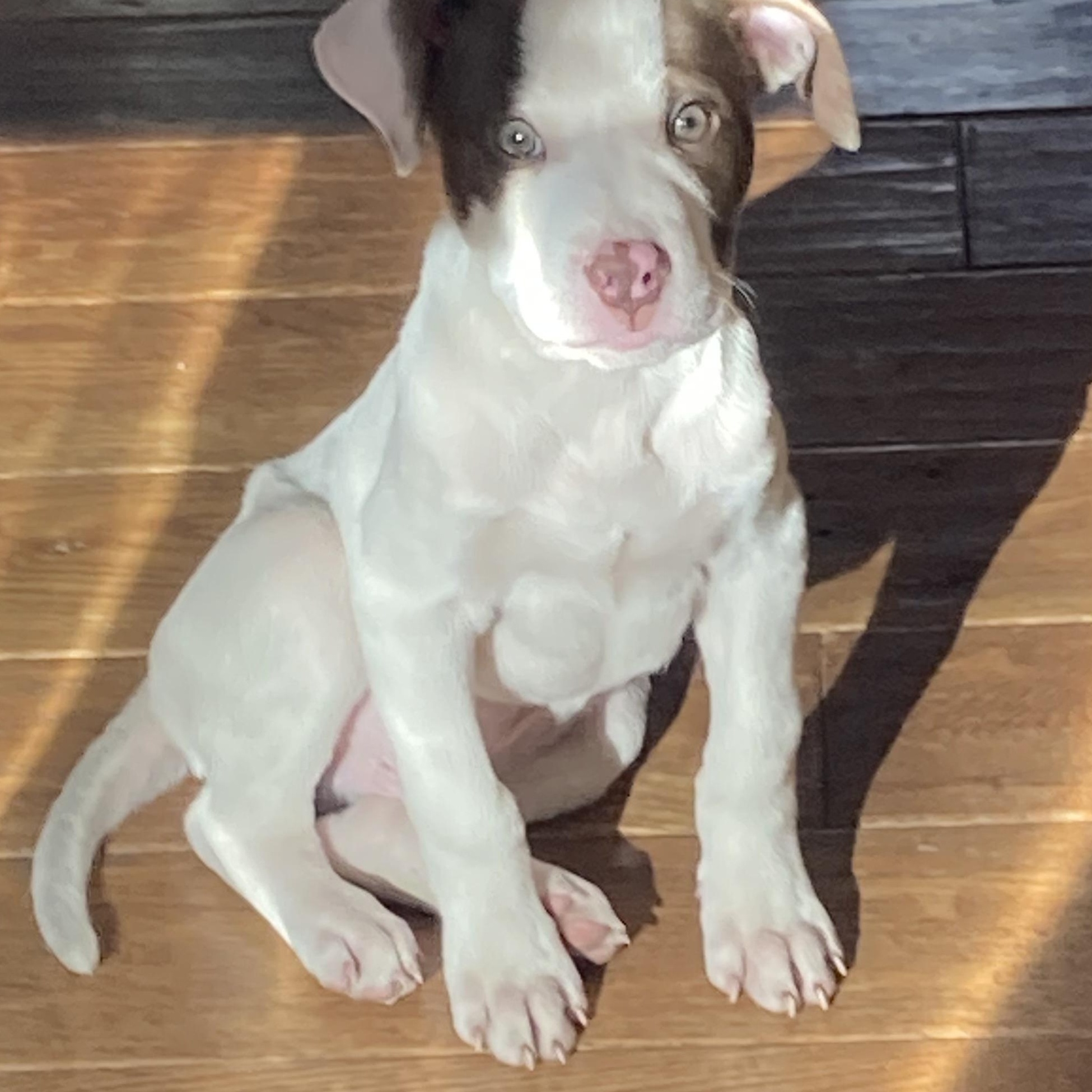 JOEY - ARRIVED IN MAINE!, an adopted Mixed Breed in Berwick, ME image 6/6