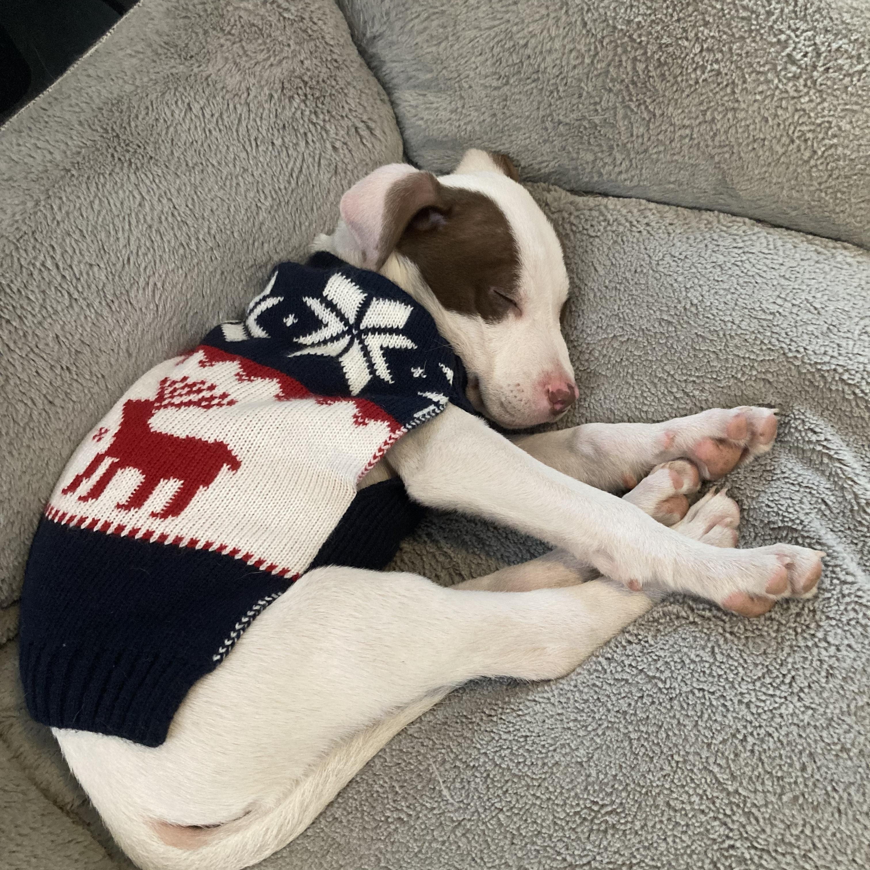 JOEY - ARRIVED IN MAINE!, an adopted Mixed Breed in Berwick, ME image 4/6