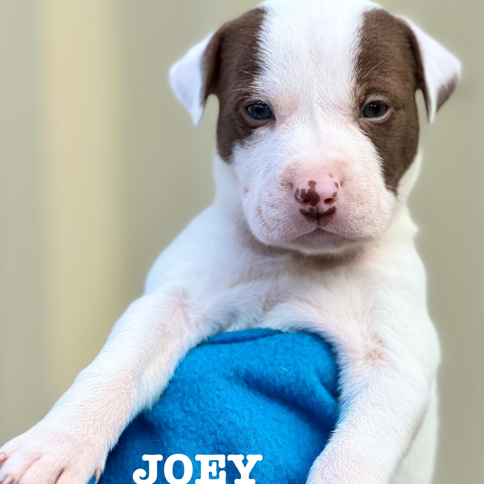 JOEY - ARRIVING DECEMBER 20th, a Adoptable Mixed Breed in Berwick, ME image 1/5