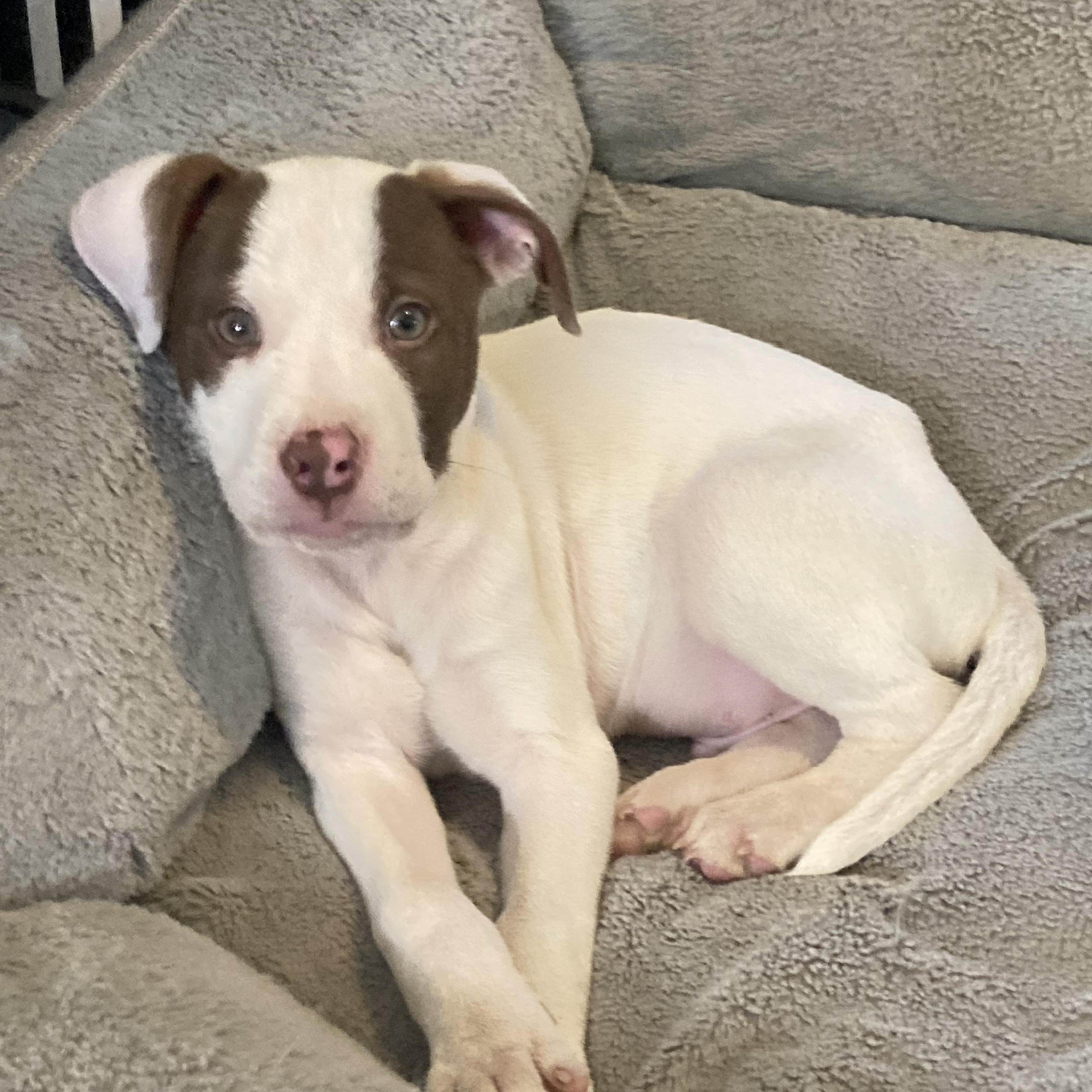 JOEY - ARRIVED IN MAINE!, adopted, Puppy Male Mixed Breed.