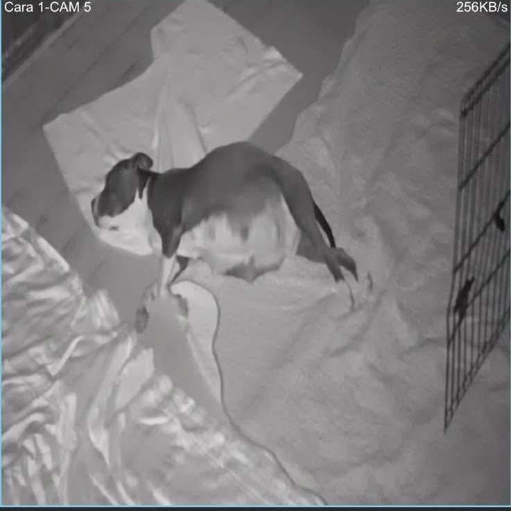 JOEY - ARRIVING DECEMBER 20th, a Adoptable Mixed Breed in Berwick, ME image 2/5