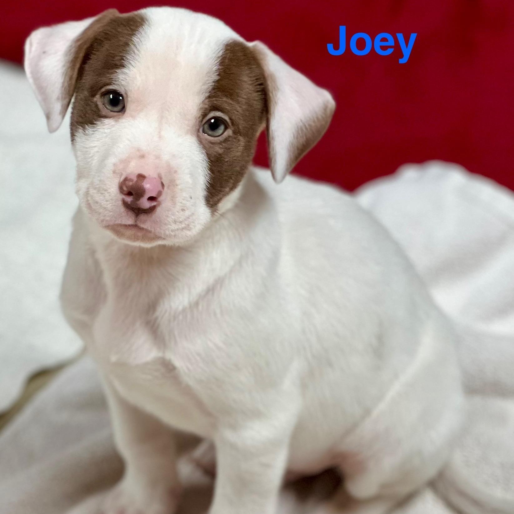JOEY - ARRIVING DECEMBER 20th, a Adoptable Mixed Breed in Berwick, ME image 3/5