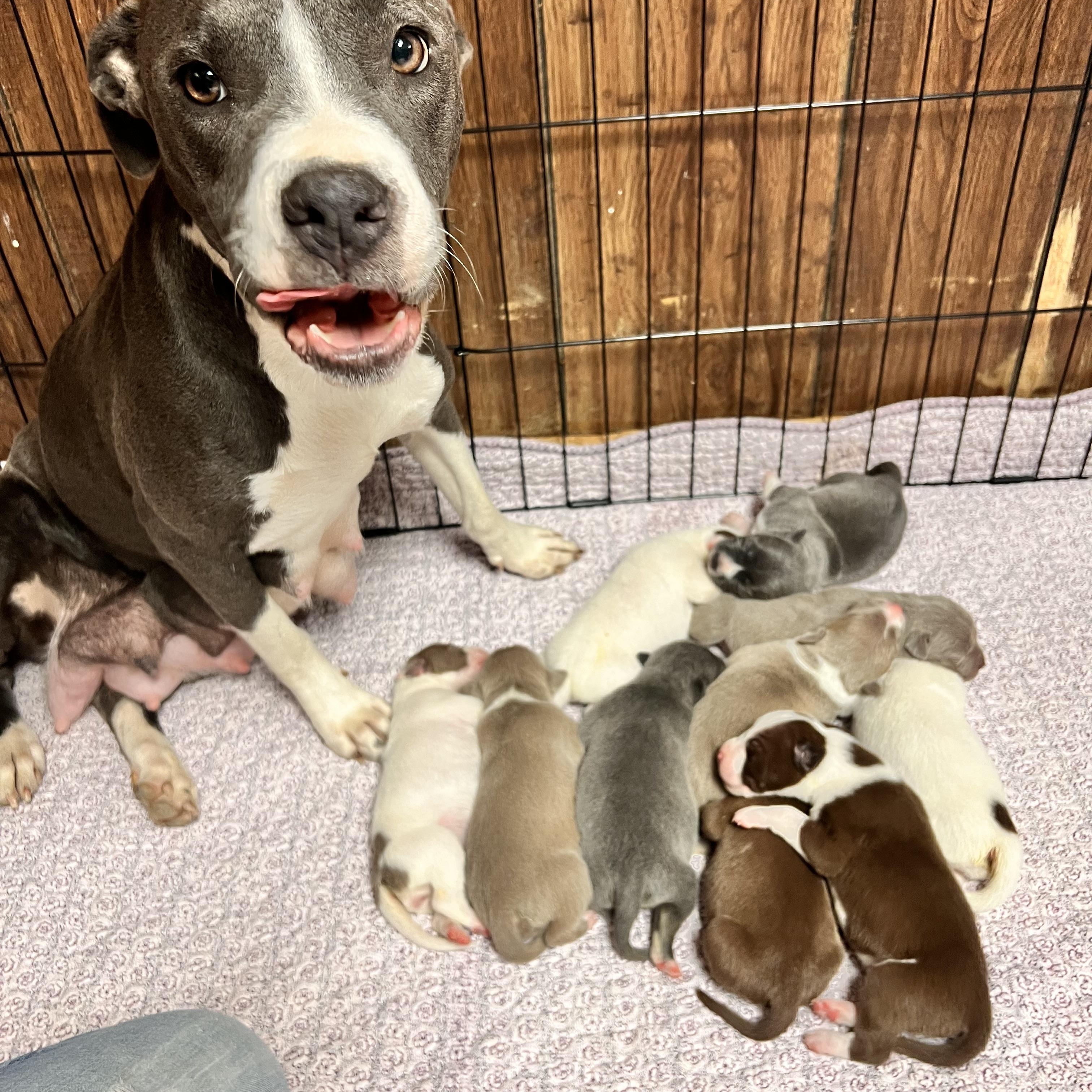JOEY - ARRIVING DECEMBER 20th, a Adoptable Mixed Breed in Berwick, ME image 4/5