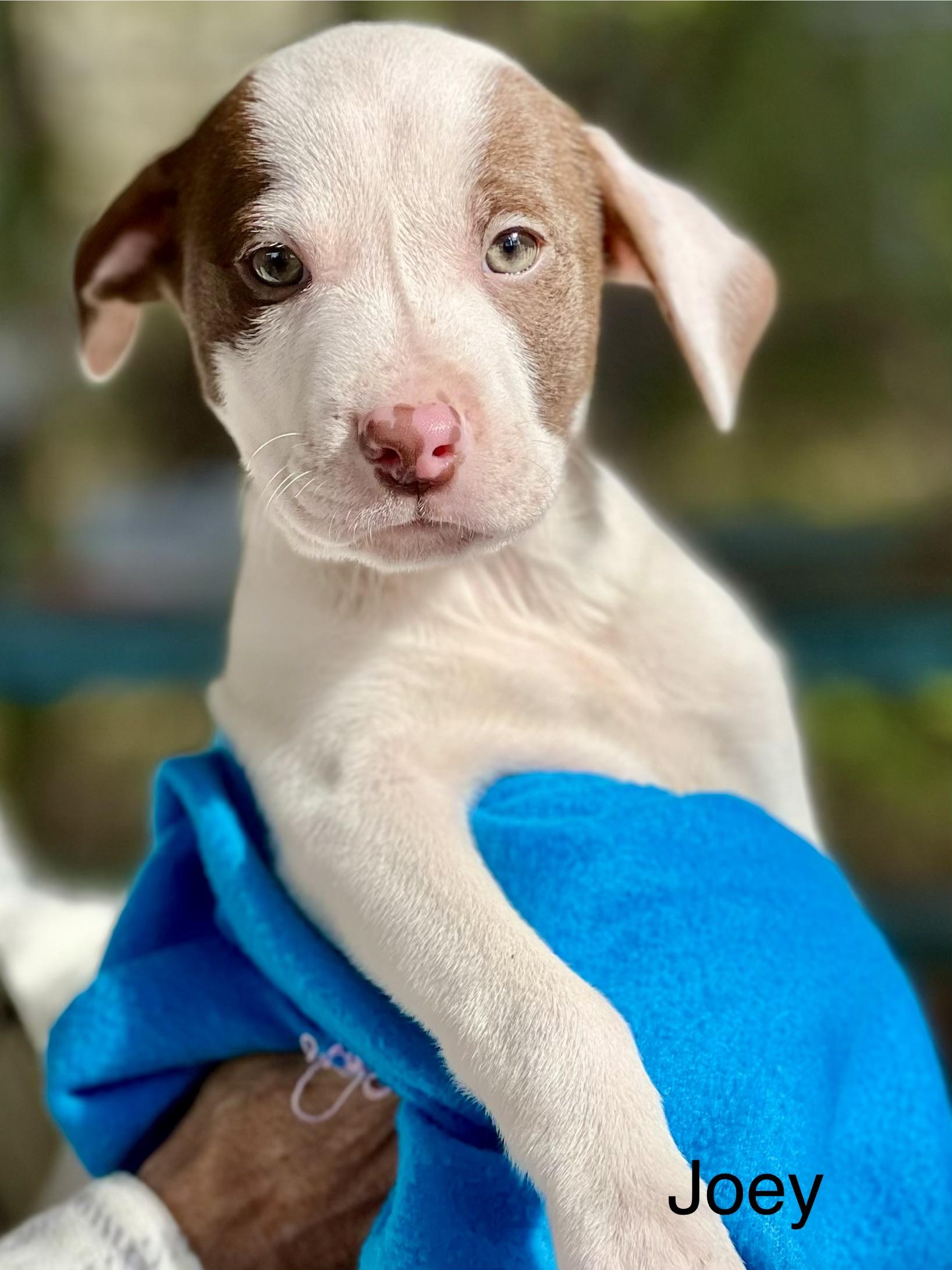 JOEY - ARRIVING DECEMBER 20th, a Adoptable Mixed Breed in Berwick, ME image 5/5