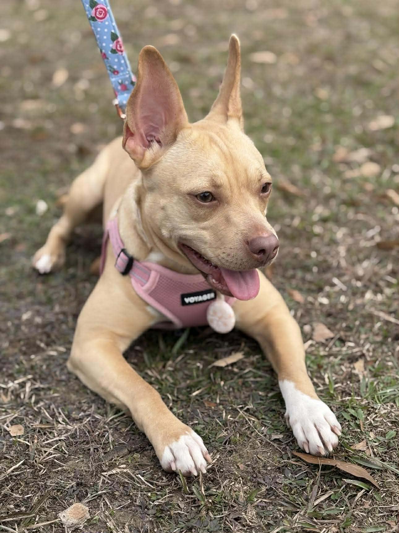 Enlarge Jada, an adopted mixed breed in New Orleans, LA image 3/5