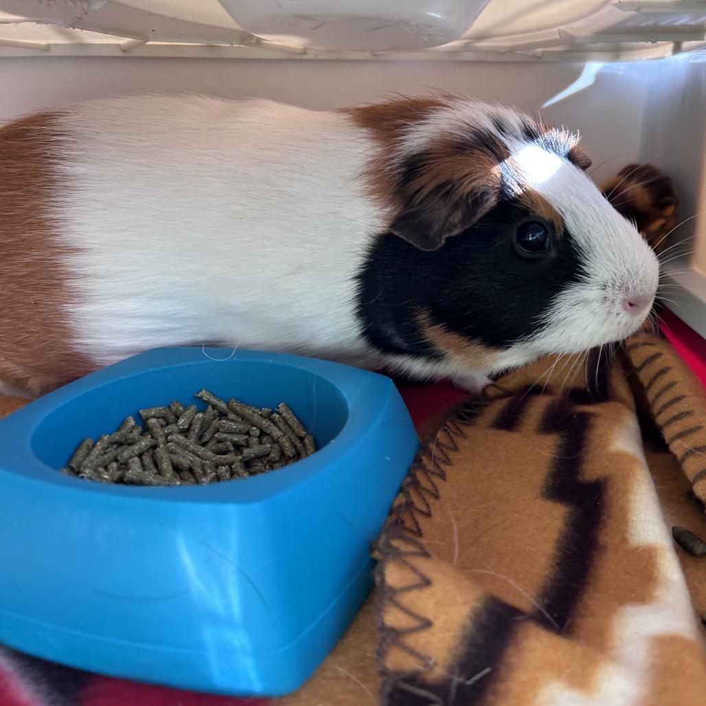 Enlarge Paisley, a Adoptable Guinea Pig in Bedford, NH image 1/1