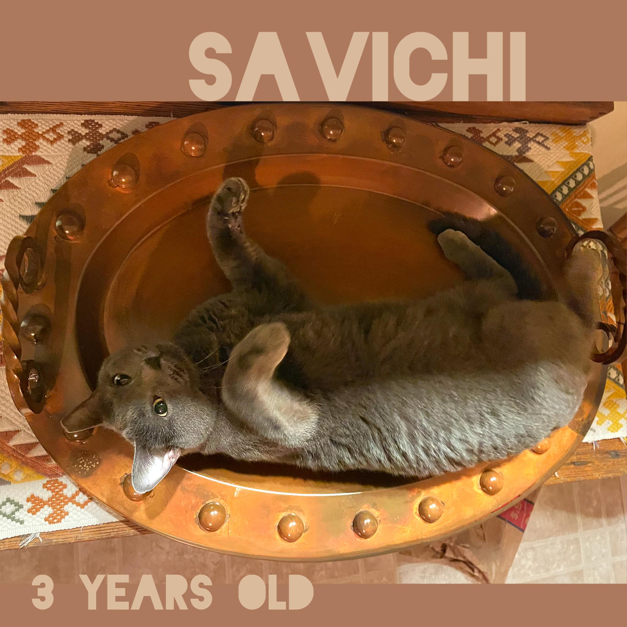 Savichi, Adopted, Adult Female Domestic Short Hair.