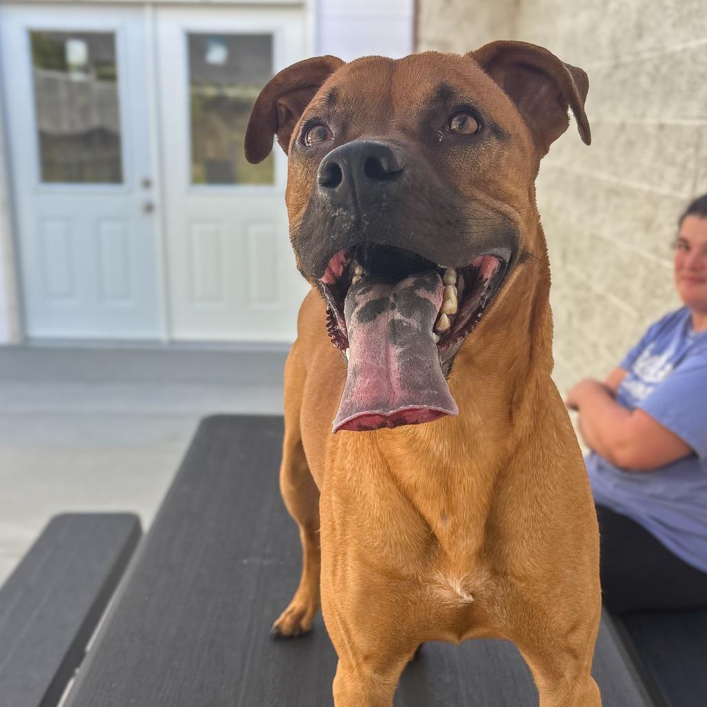 Enlarge Zeus, a Adoptable mixed breed in Marion, VA image 2/4