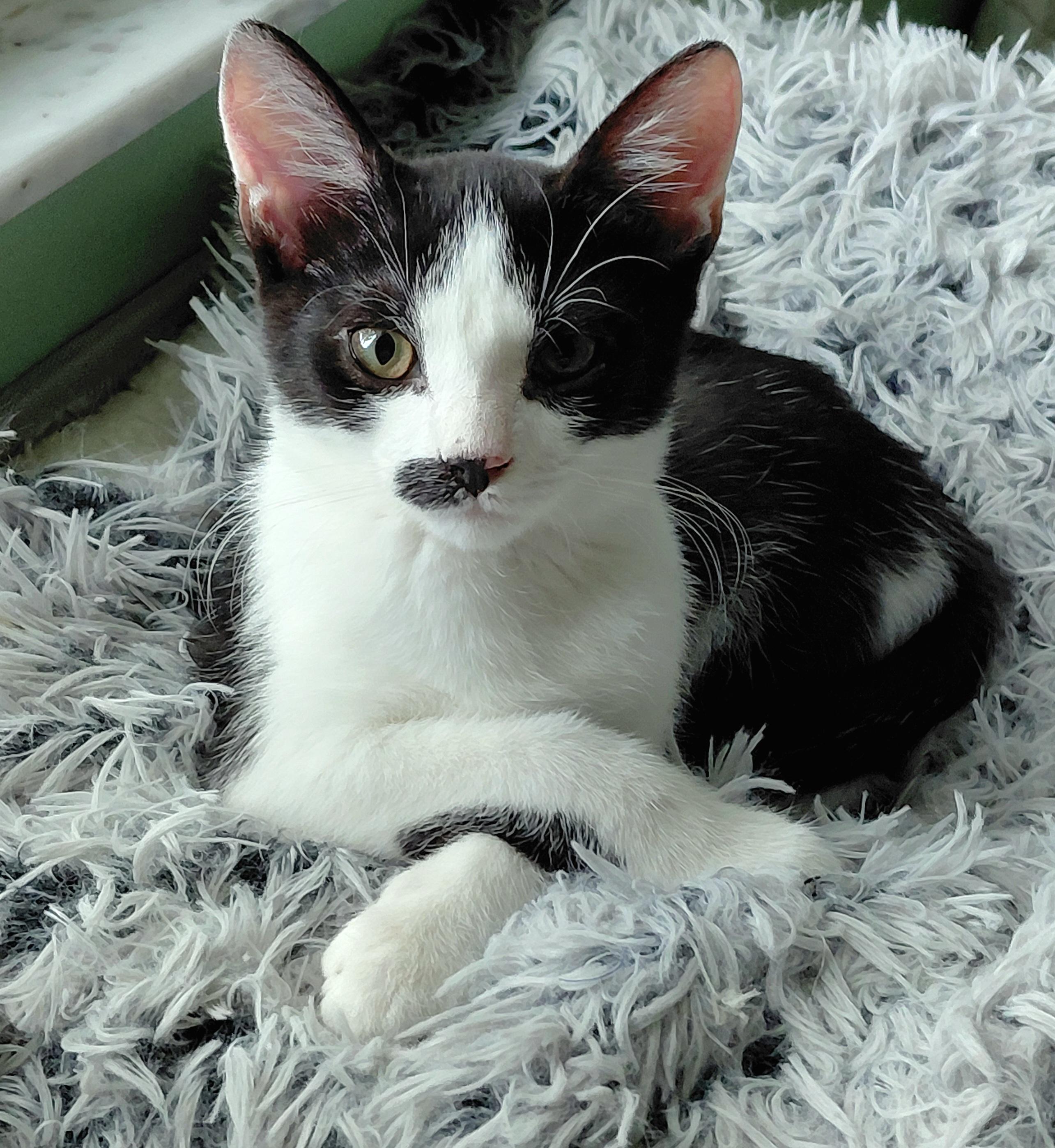Charlie, adopted, Kitten Male Tuxedo & Domestic Short Hair.