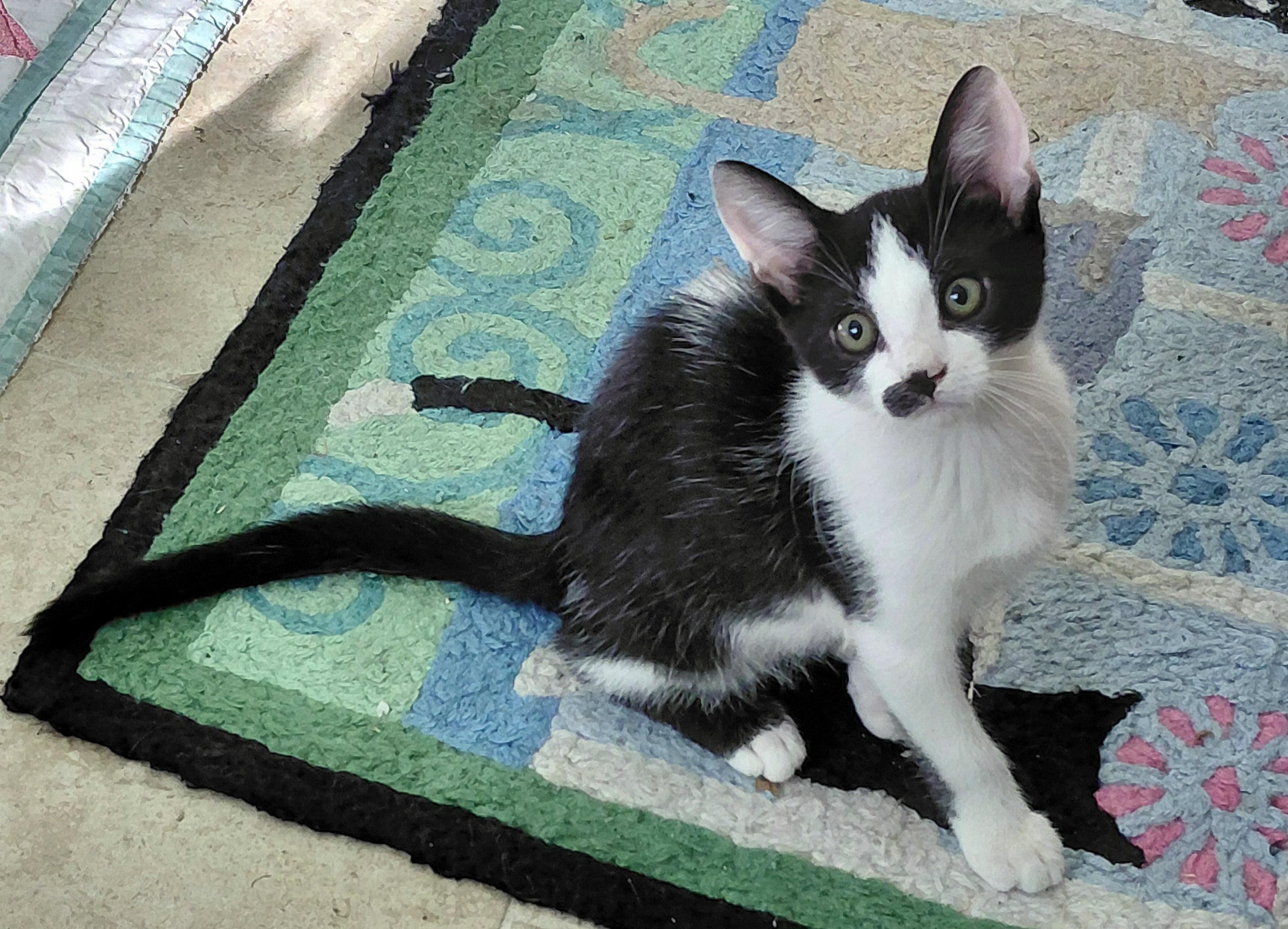 Enlarge Charlie, an adopted mixed breed in Melbourne, FL image 4/4
