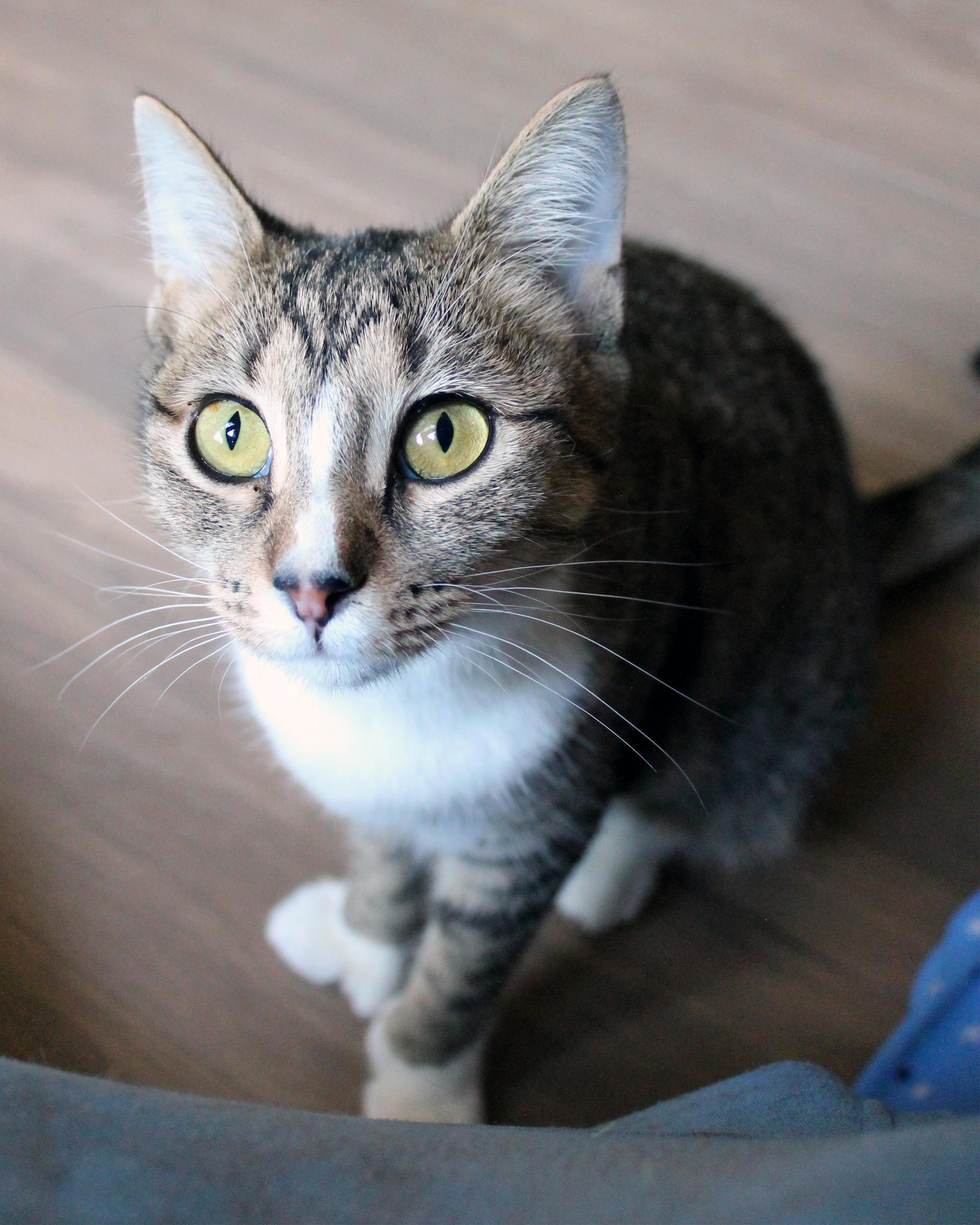 Lisa, Adoptable, Young Female Domestic Short Hair.