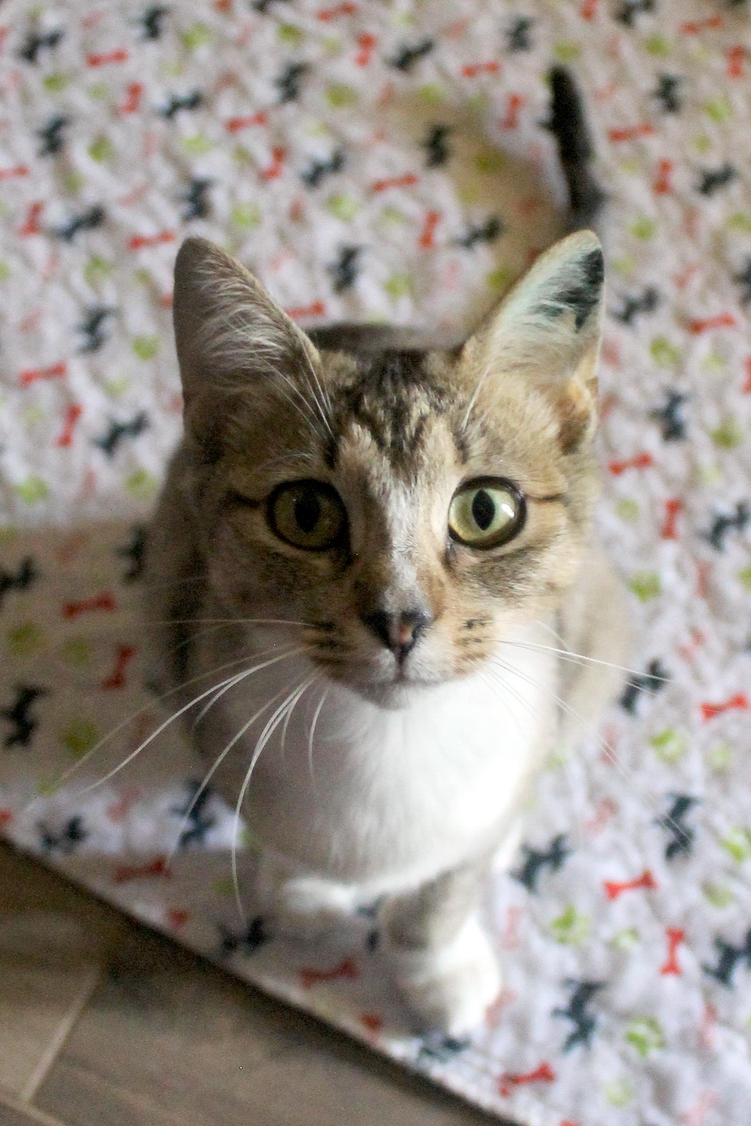 Enlarge Lisa, a Adoptable Domestic Short Hair in Guthrie, OK image 2/6