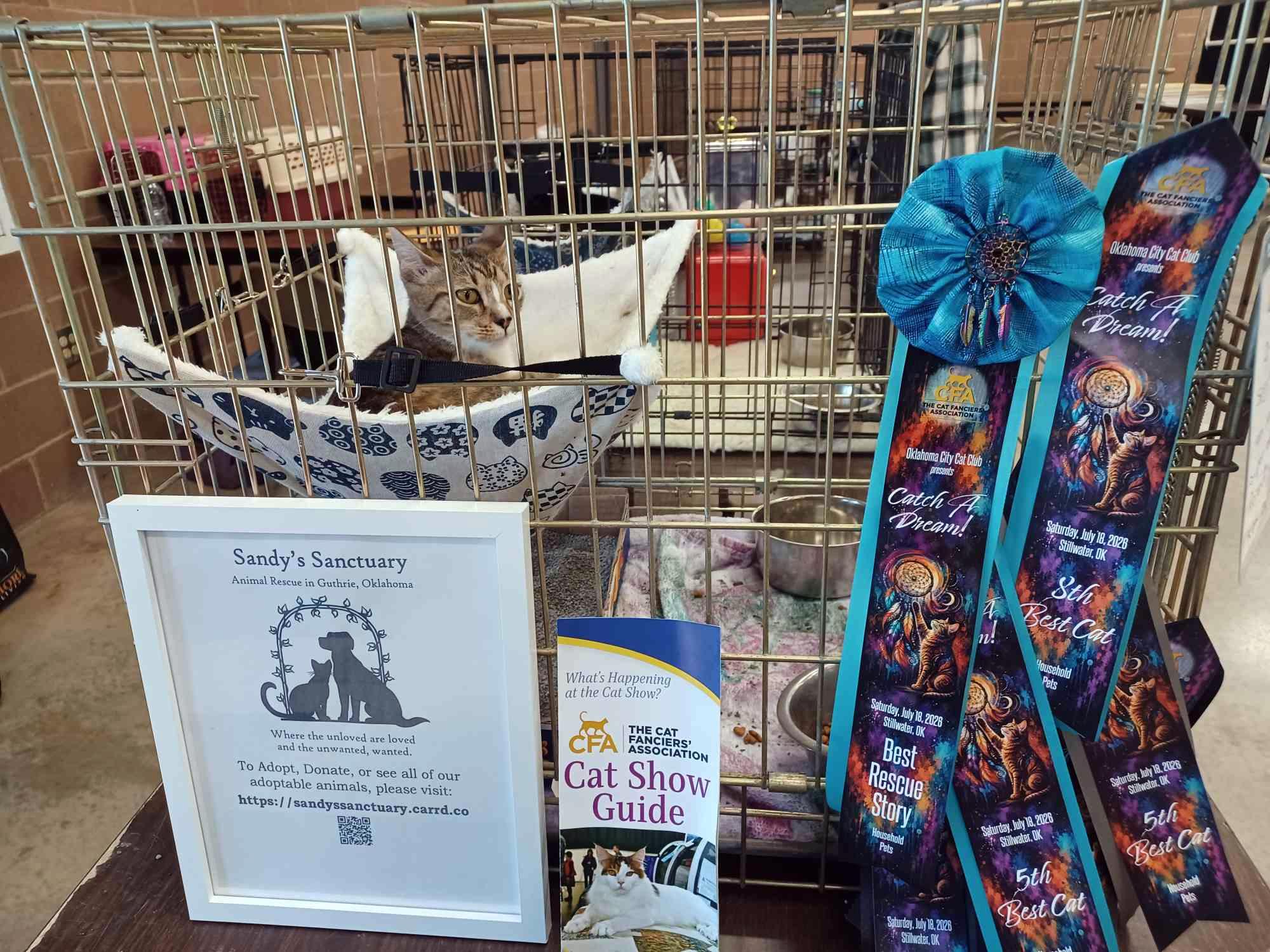 Enlarge Lisa, a Adoptable Domestic Short Hair in Guthrie, OK image 6/6