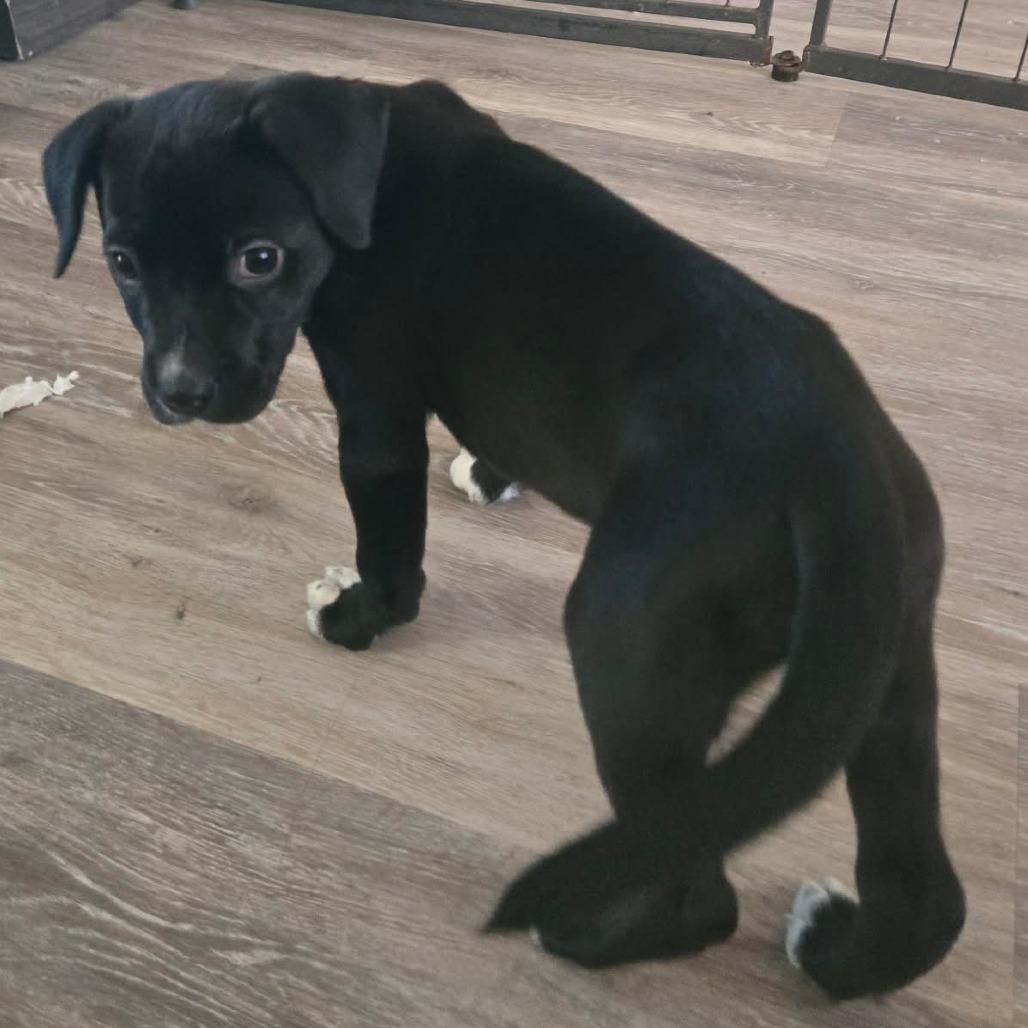 Enlarge Bootsie, a Adoptable mixed breed in Lima, OH image 2/4