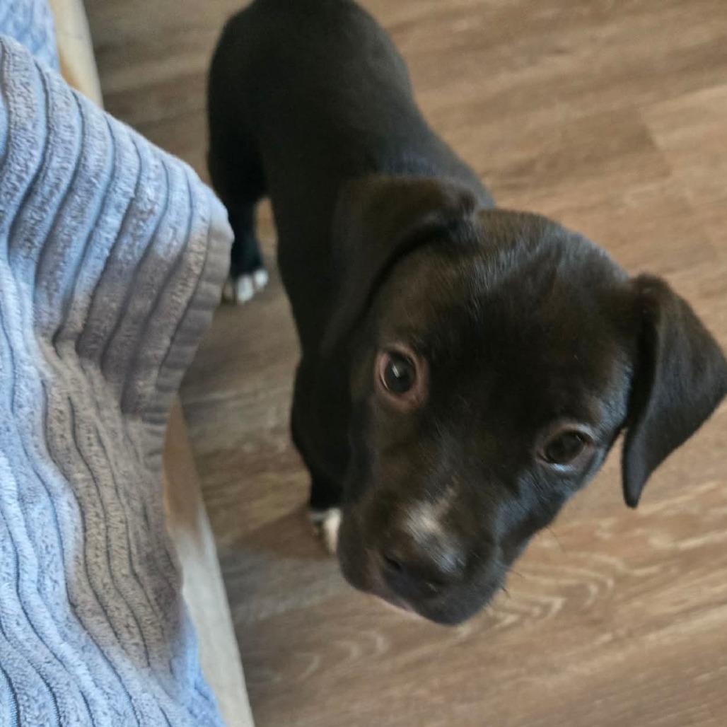 Bootsie — thumbnail 2