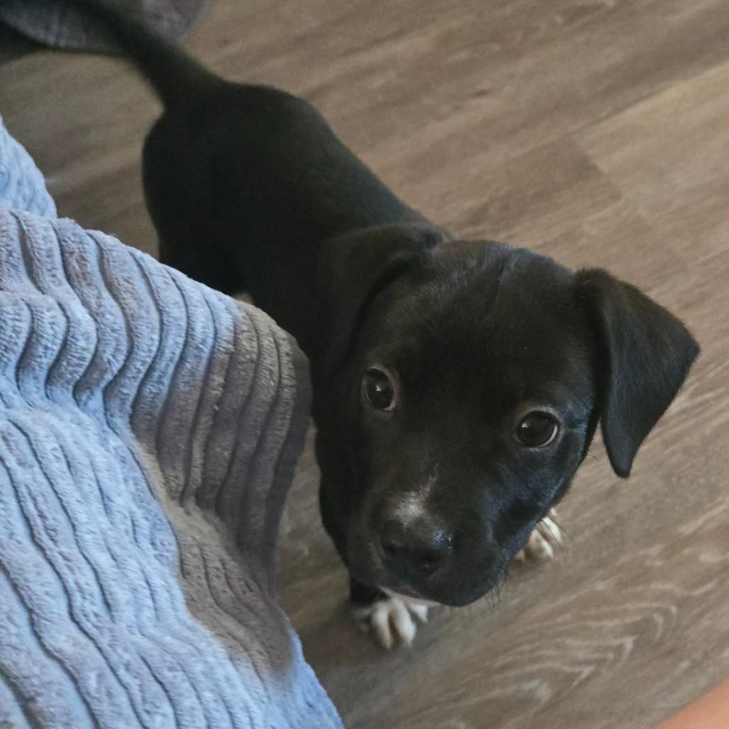 Enlarge Bootsie, a Adoptable mixed breed in Lima, OH image 1/4