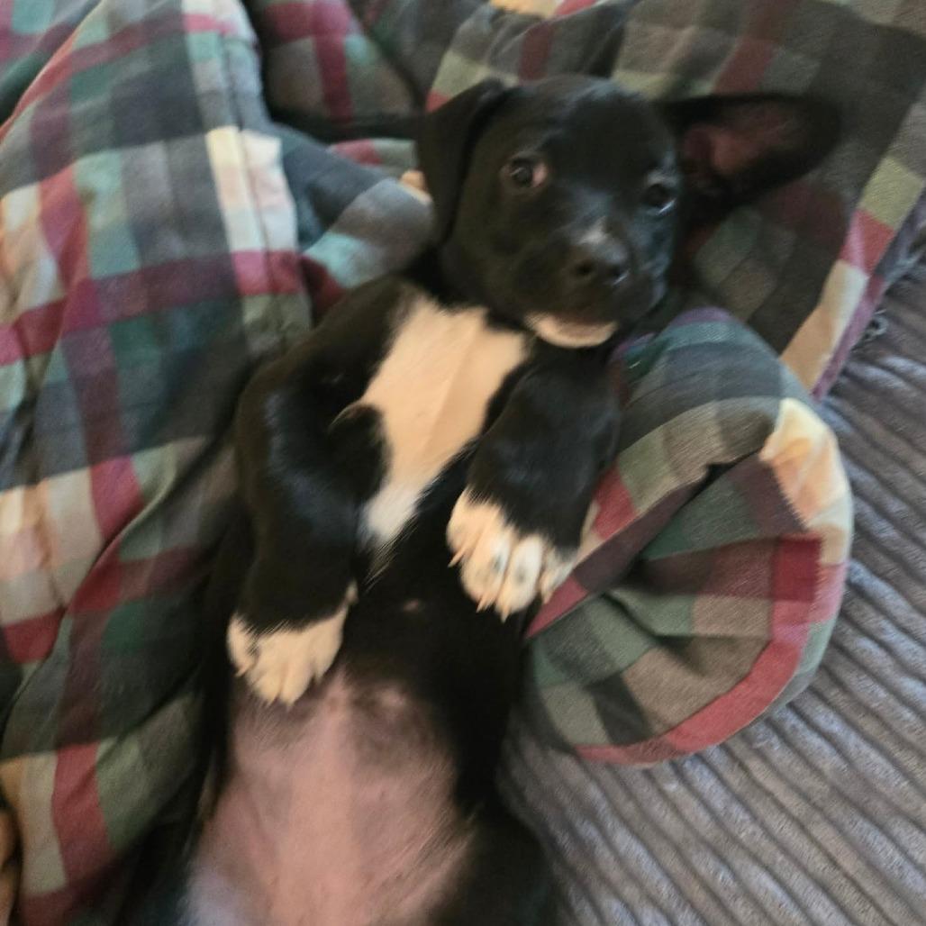 Enlarge Bootsie, a Adoptable mixed breed in Lima, OH image 4/4