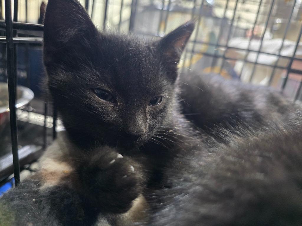 Mocha, Adoptable, Kitten Female Domestic Short Hair.