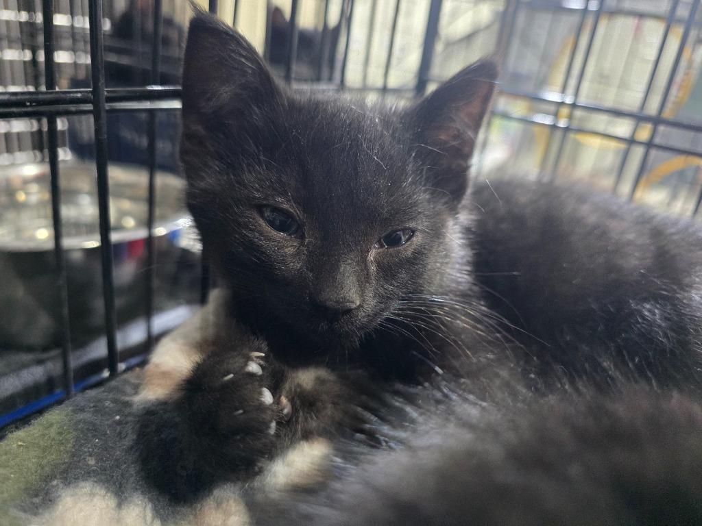 Mocha, a Adoptable mixed breed in Minot, ND image 2/3