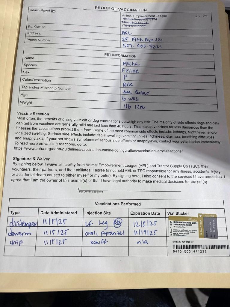 Mocha, a Adoptable mixed breed in Minot, ND image 3/3