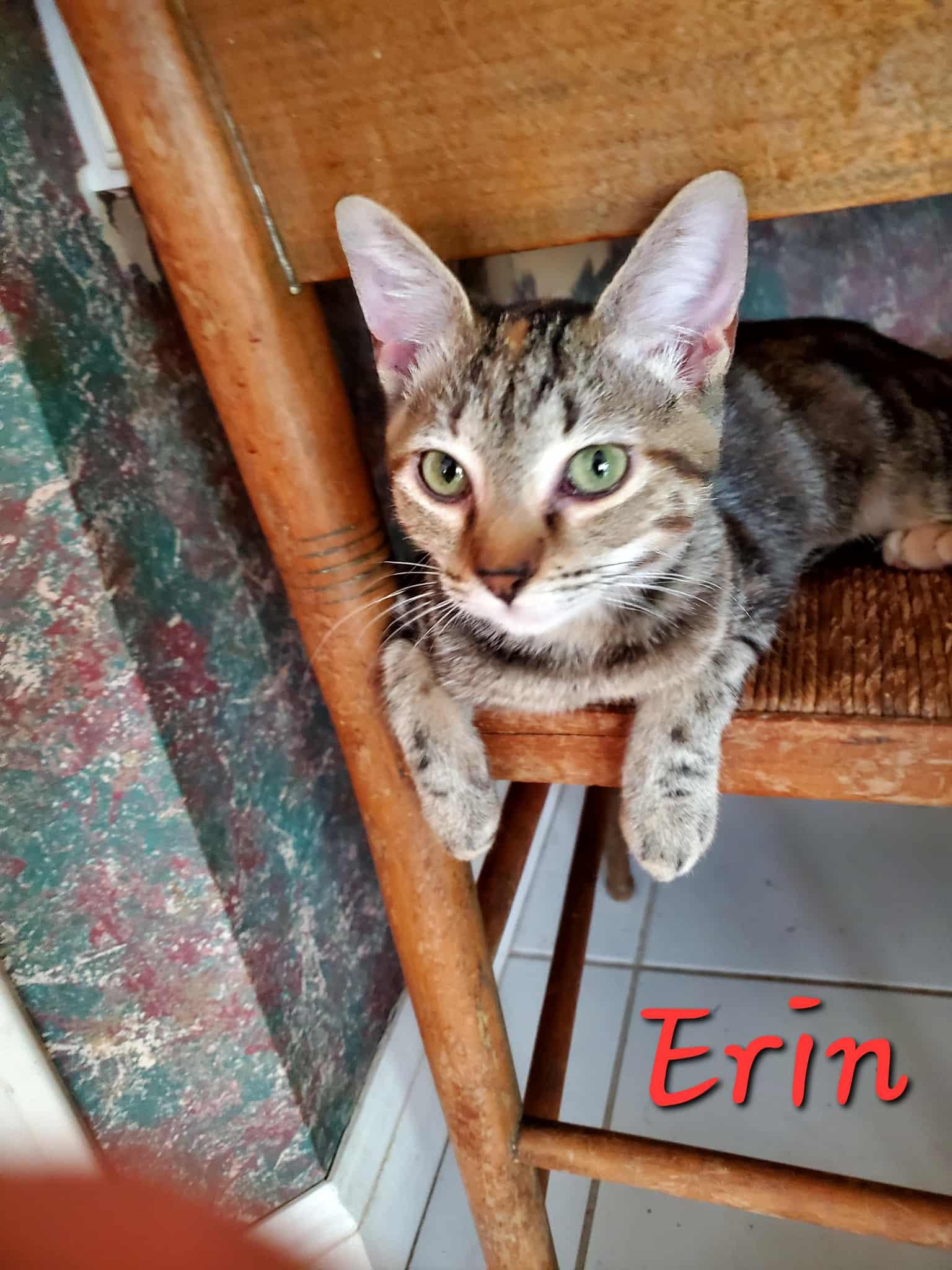 Erin =^.^=