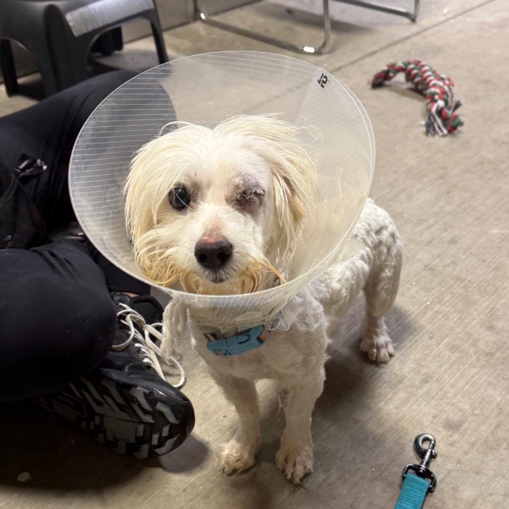 Pirate, Adoptable, Young Male Maltese & Poodle.