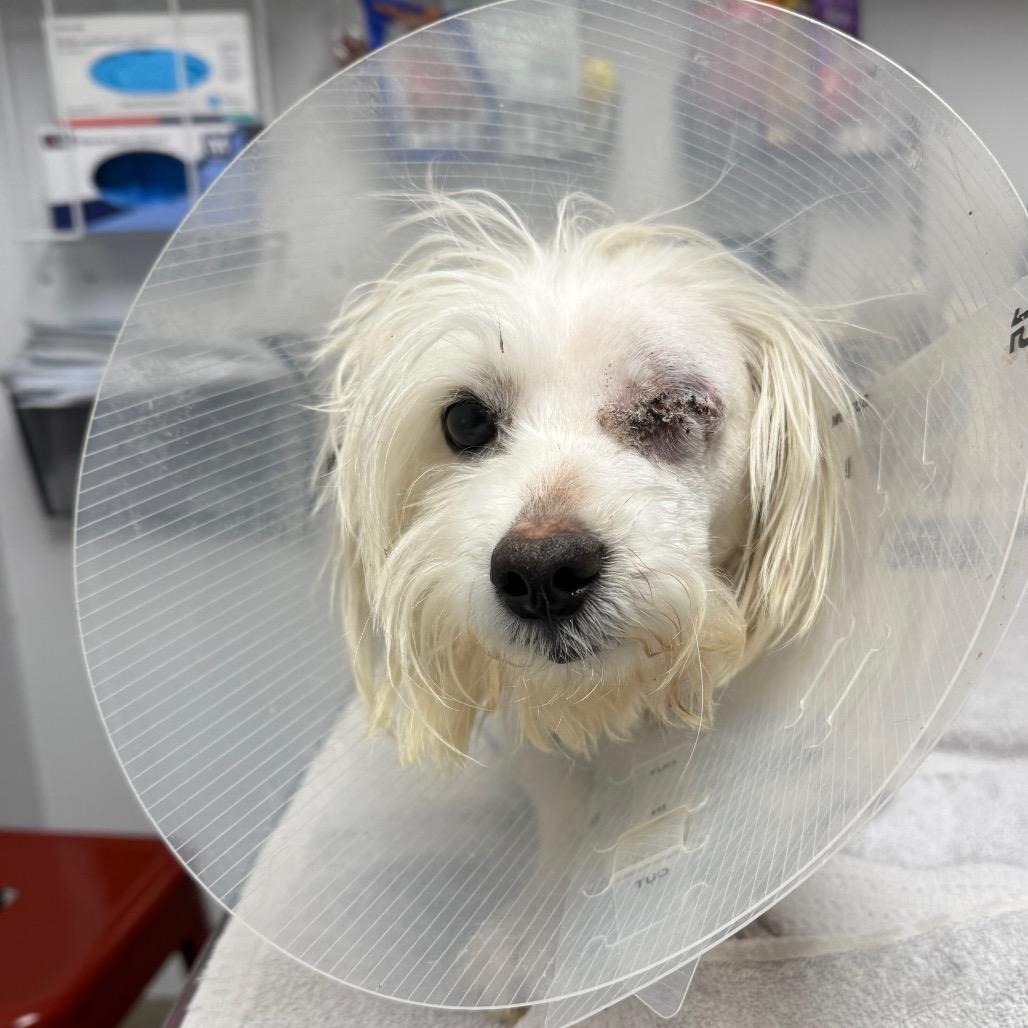 Enlarge Pirate, a Adoptable mixed breed in Brookfield, WI image 2/2