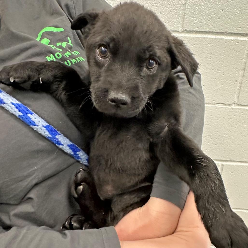 Toad, a Adoptable Mixed Breed in Hailey, ID image 1/4