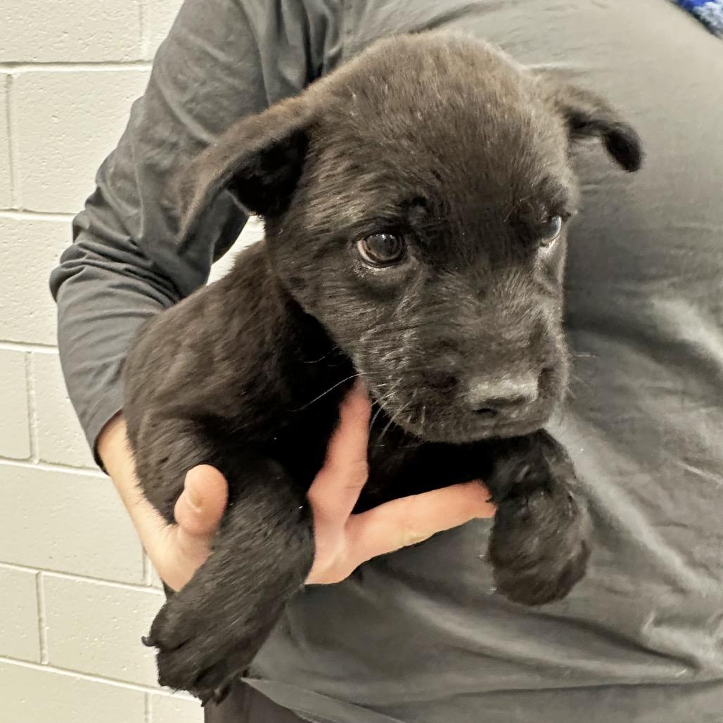 Toad, a Adoptable Mixed Breed in Hailey, ID image 2/4