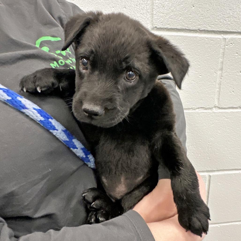 Toad, a Adoptable Mixed Breed in Hailey, ID image 3/4