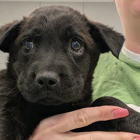 Toad, a Adoptable Mixed Breed in Hailey, ID image 4/4