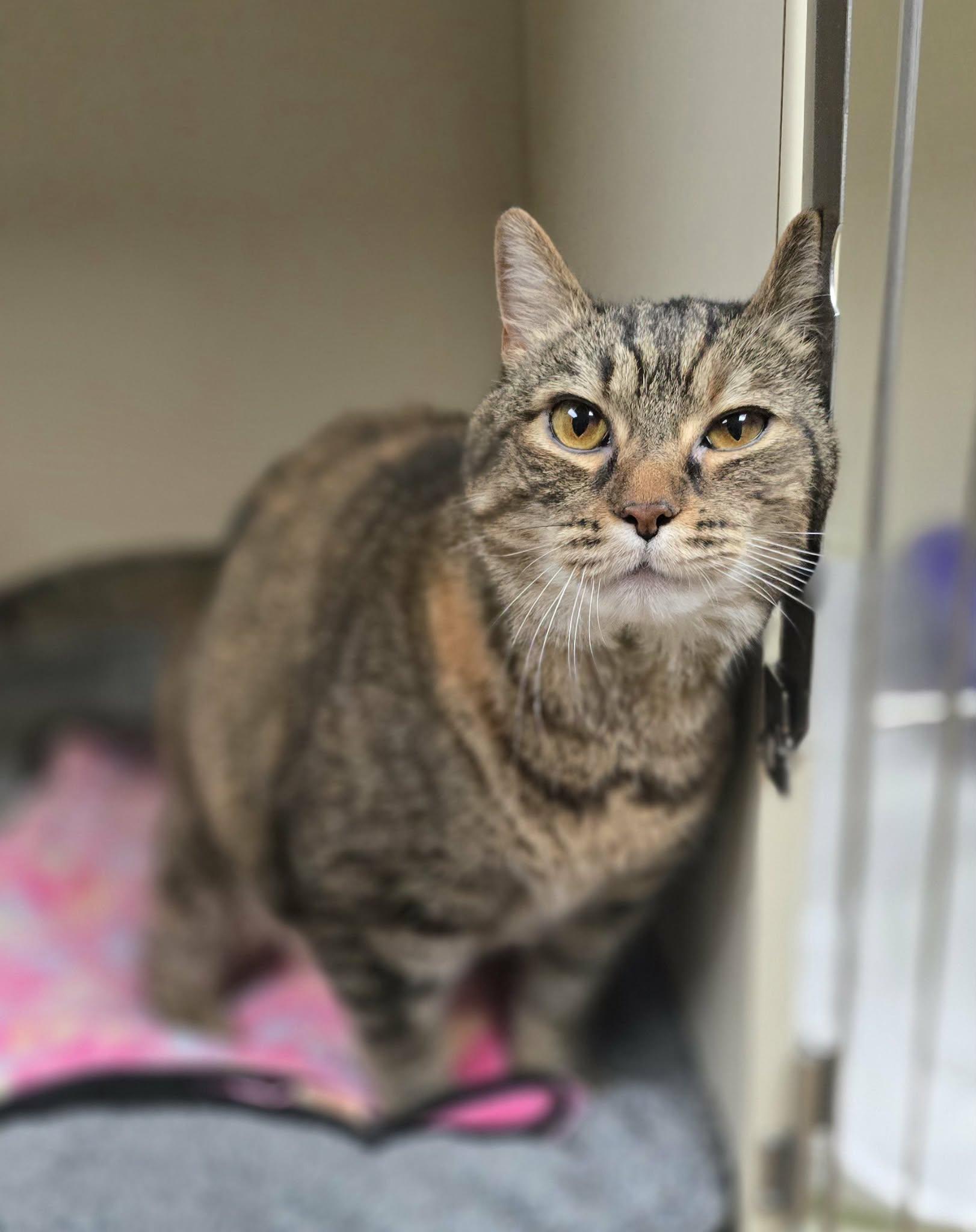 Hazel, a ADOPTABLE Domestic Short Hair in New Castle, PA image 2/6