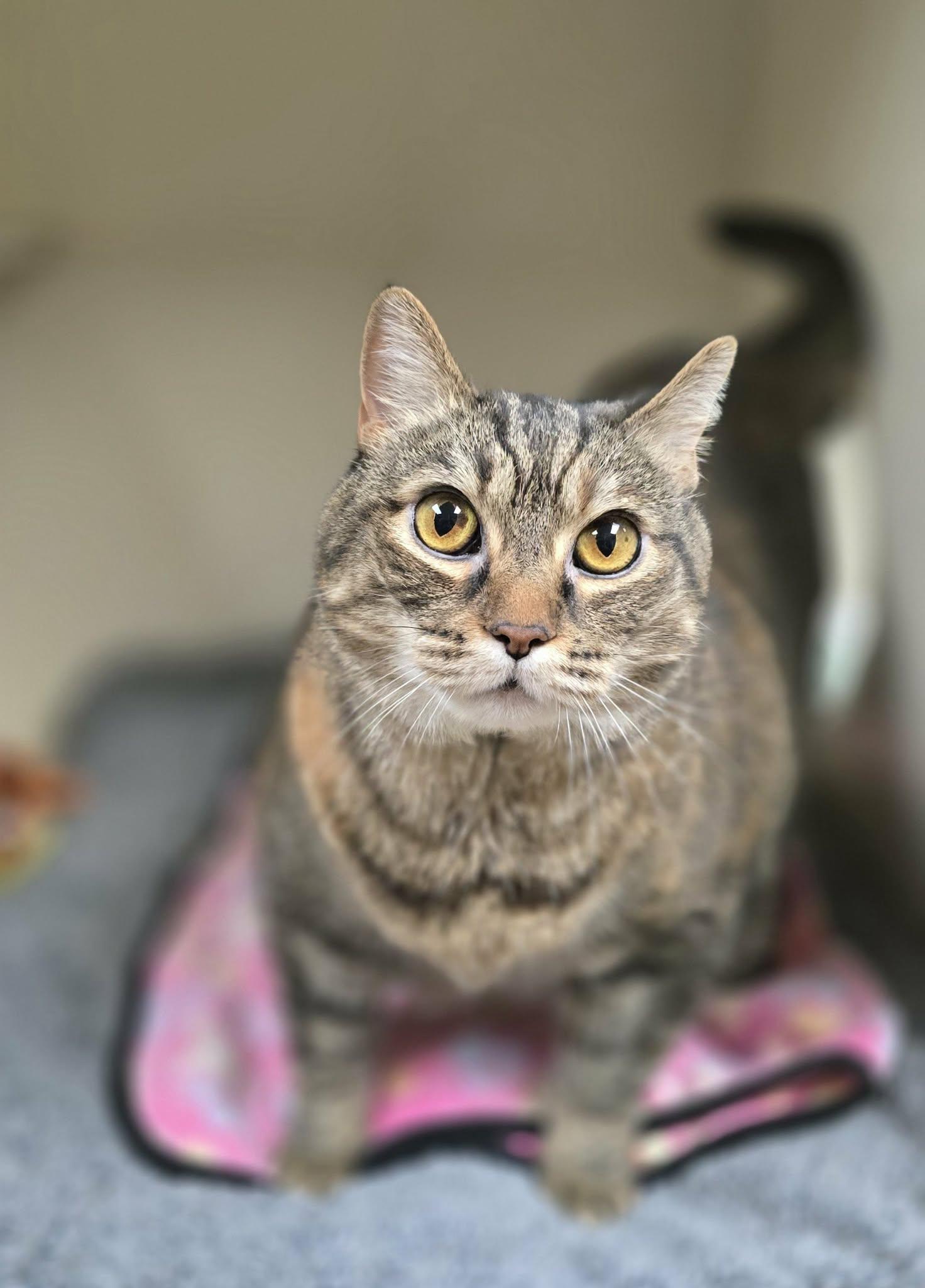 Hazel, a ADOPTABLE Domestic Short Hair in New Castle, PA image 6/6