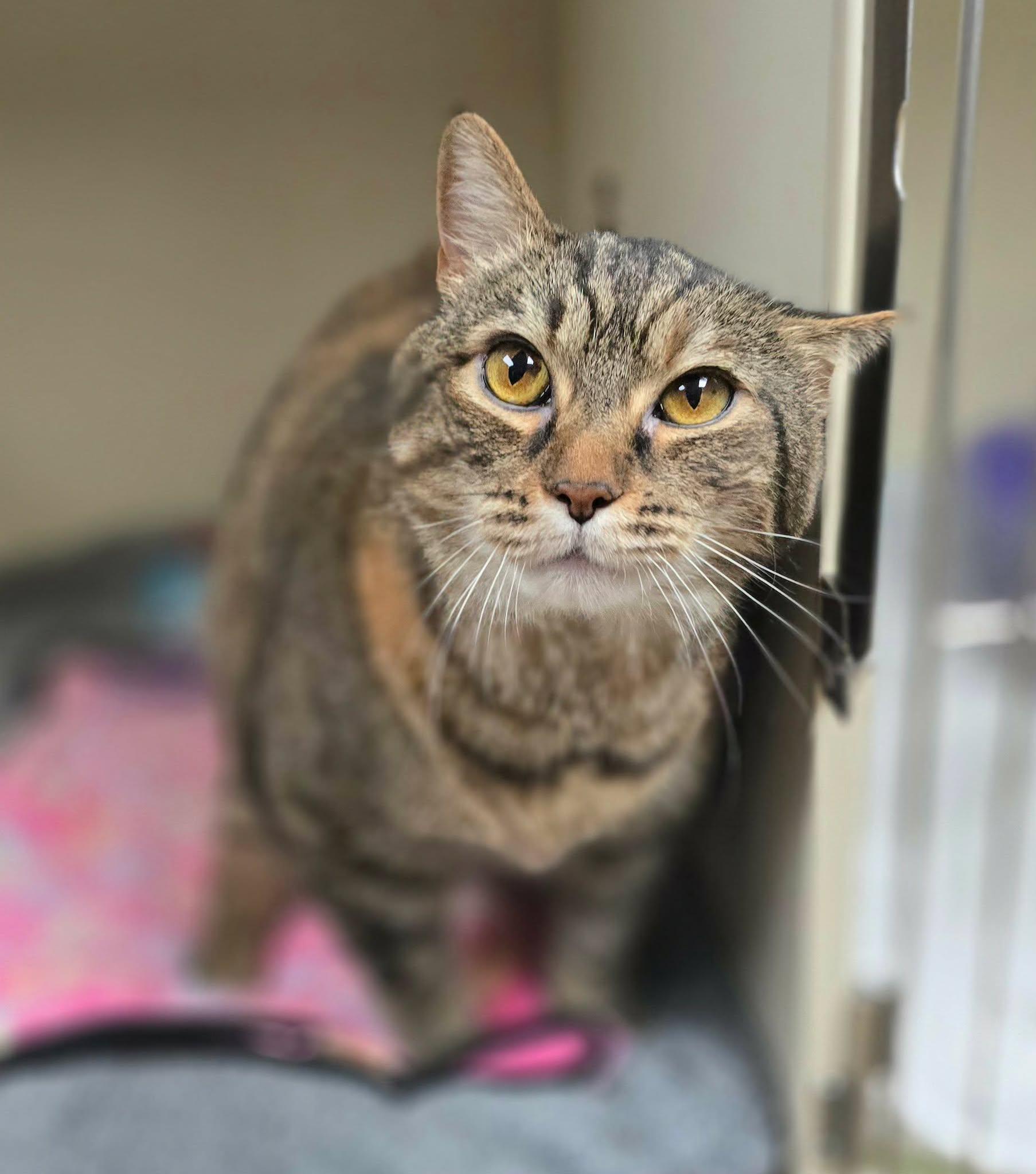 Hazel, a ADOPTABLE Domestic Short Hair in New Castle, PA image 3/6