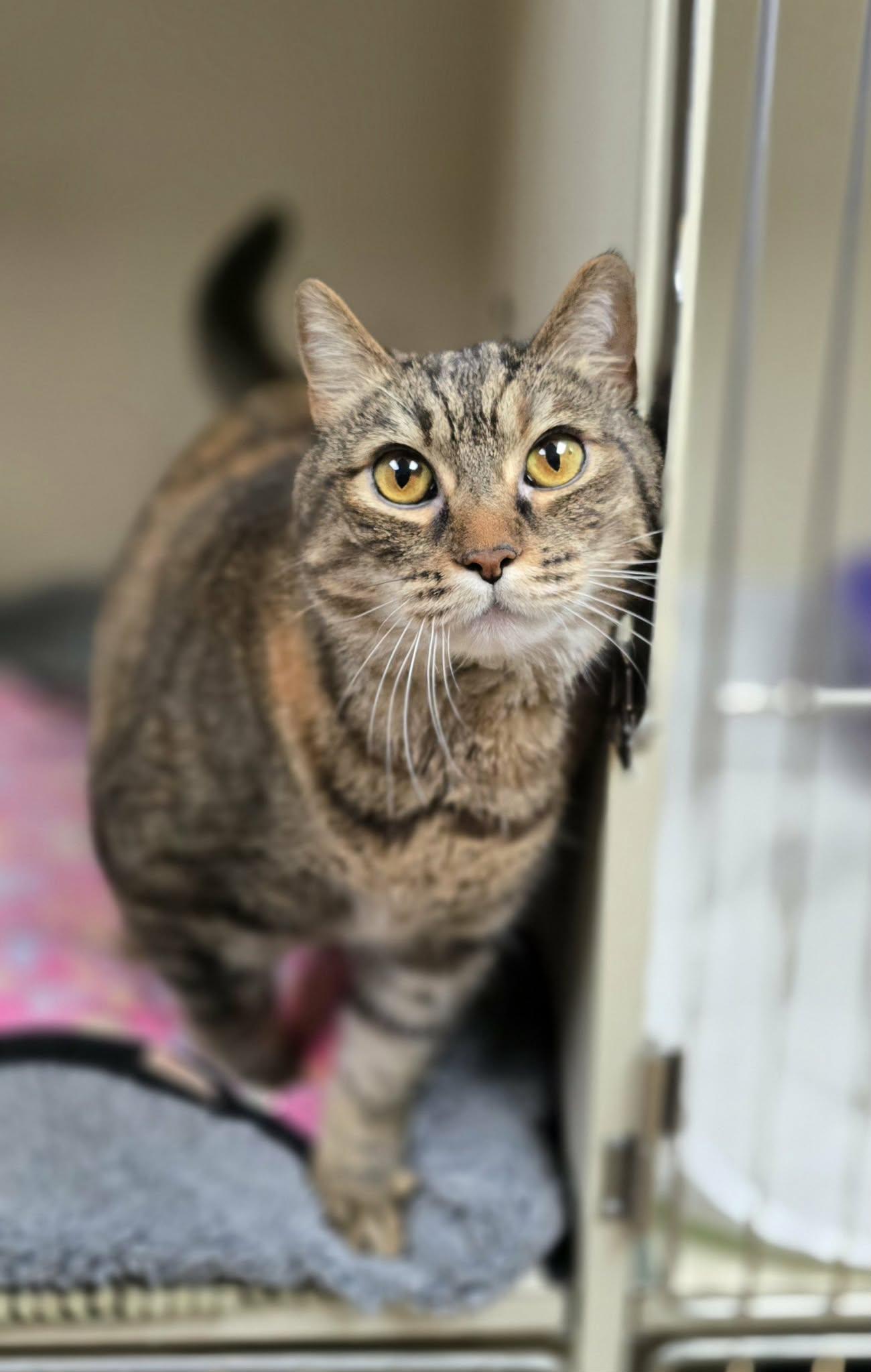 Hazel, ADOPTABLE, Senior Female Domestic Short Hair.
