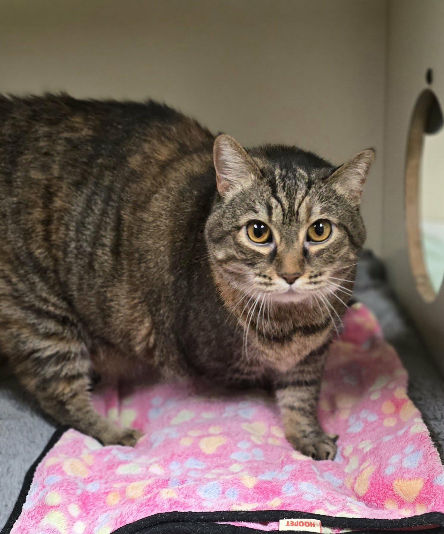 Hazel, a ADOPTABLE Domestic Short Hair in New Castle, PA image 4/6