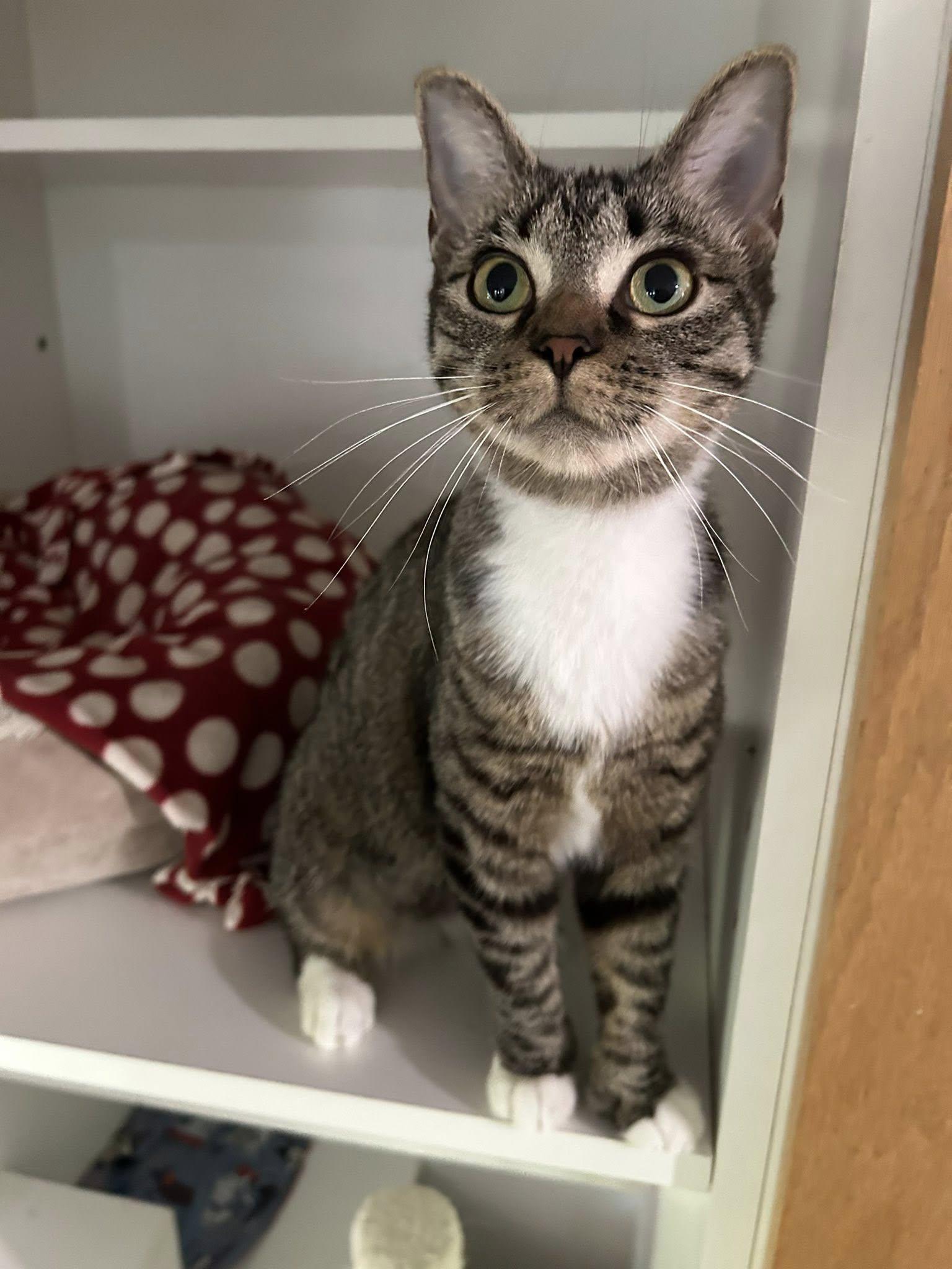 Darby, Adoptable, Adult Female Domestic Short Hair.