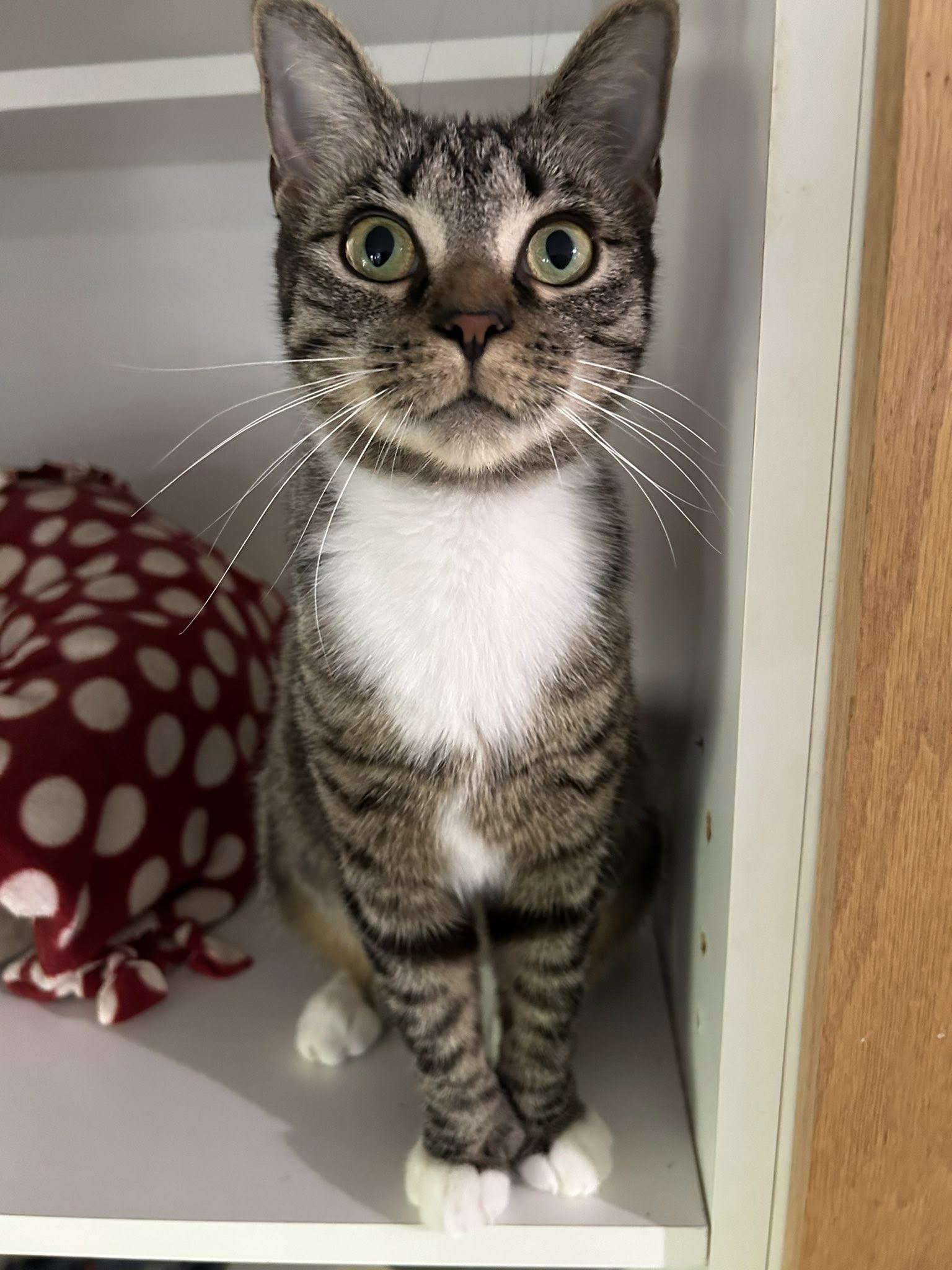 Darby, a Adoptable Domestic Short Hair in Dellslow, WV image 2/5