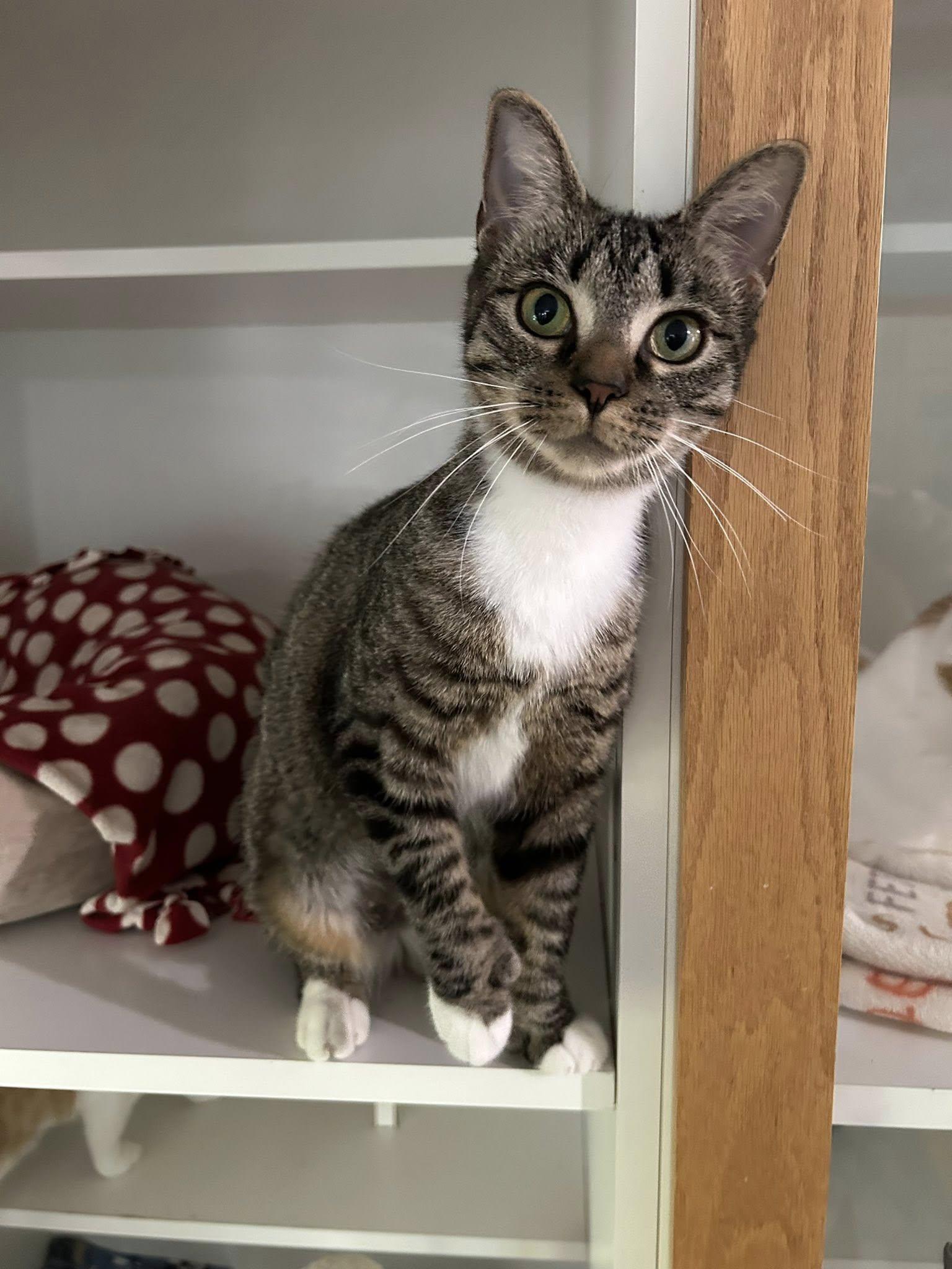 Darby, a Adoptable Domestic Short Hair in Dellslow, WV image 4/5