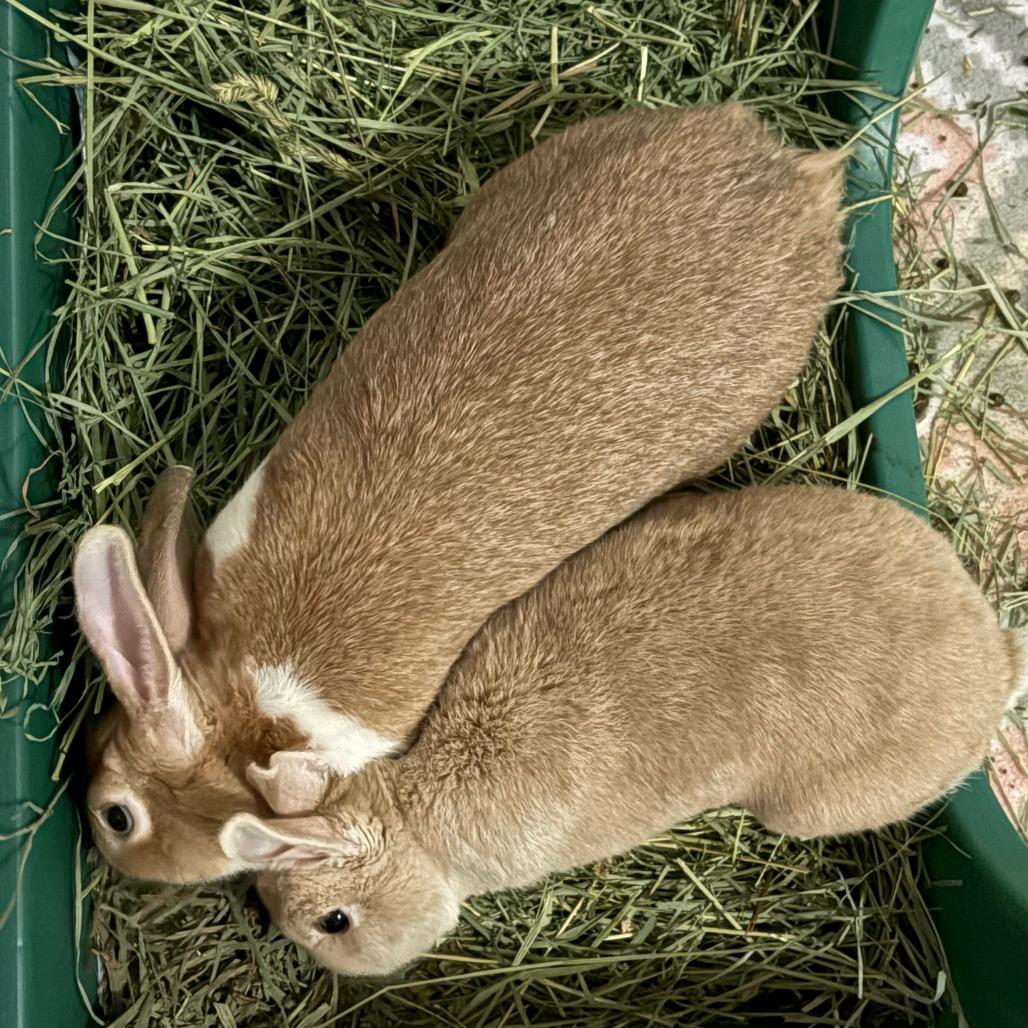 Enlarge Apple, a Adoptable mixed breed in Napa, CA image 1/4