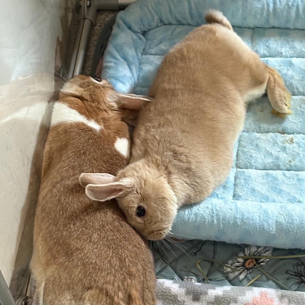 Enlarge Apple, a Adoptable mixed breed in Napa, CA image 2/4