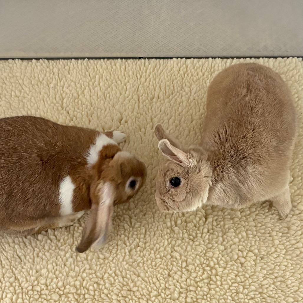 Enlarge Apple, a Adoptable mixed breed in Napa, CA image 4/4