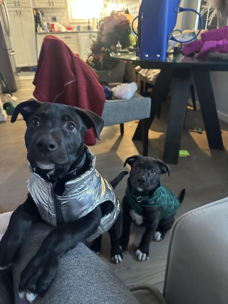 Enlarge Valentino (The Love litter), a Adoptable mixed breed in Lincoln Park, MI image 1/1