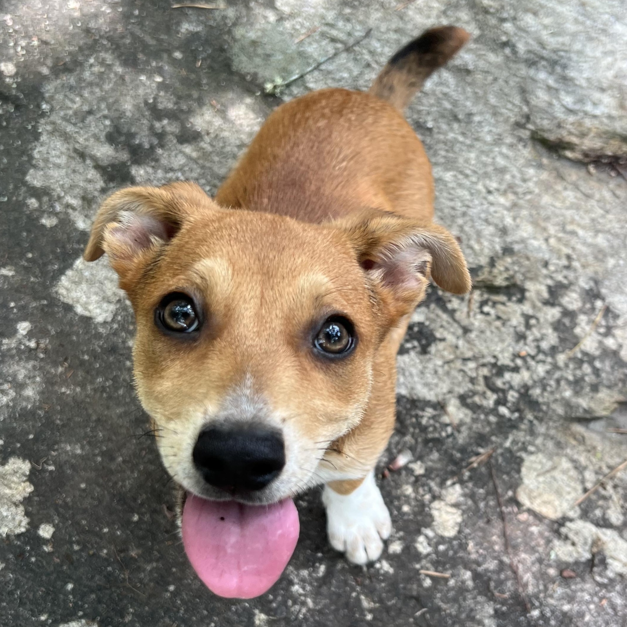 Enlarge Bunny, a ADOPTABLE mixed breed in Cedar Mountain, NC image 5/6